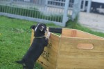 Chihuahua (reu) 34700
