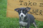 Chihuahua (reu) 34700