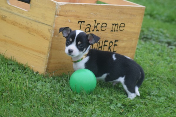 Chihuahua (reu) 34661