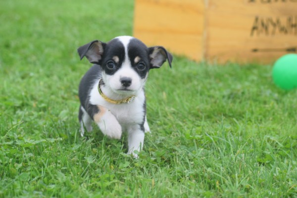 Chihuahua (reu) 34661