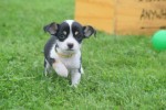 Chihuahua (reu) 34661