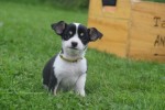 Chihuahua (reu) 34661