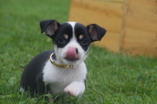 Chihuahua (reu) 34661