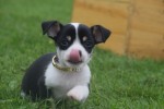 Chihuahua (reu) 34661