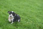 Chihuahua (reu) 34661