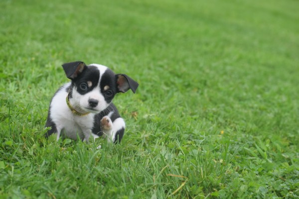 Chihuahua (reu) 34661