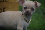 Chihuahua (teef) 34488