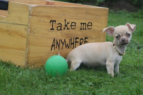 Chihuahua (teef) 34488