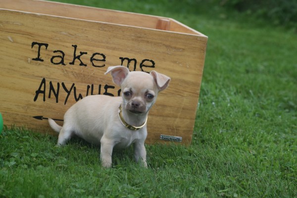 Chihuahua (teef) 34488