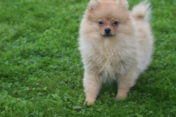 Spitz allemand (teef) 28466