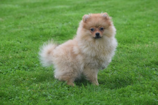 Spitz allemand (teef) 28466