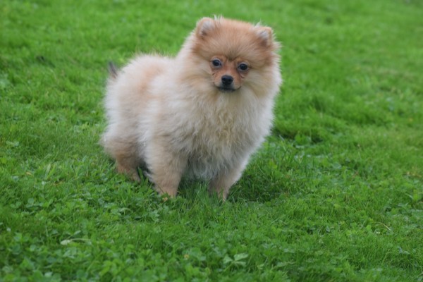 Spitz allemand (teef) 28466