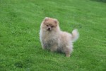 Spitz allemand (teef) 28466