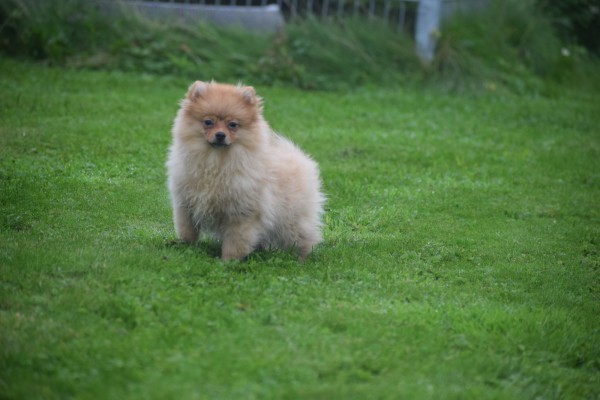Spitz allemand (teef) 28466