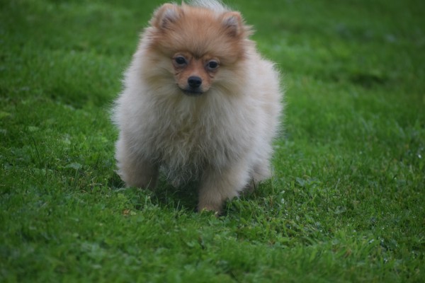 Spitz allemand (teef) 28466