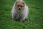Spitz allemand (teef) 28466