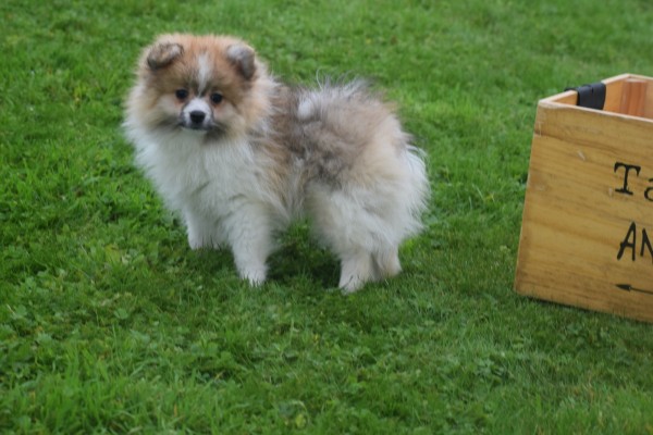 Spitz allemand (reu) 26229