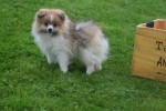Spitz allemand (reu) 26229