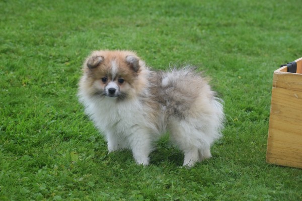 Spitz allemand (reu) 26229