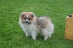Spitz allemand (reu) 26229