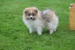 Spitz allemand (reu) 26229