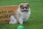 Spitz allemand (reu) 26229