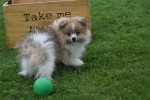Spitz allemand (reu) 26229