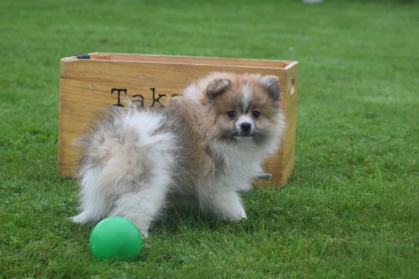 Spitz allemand (reu) 26229