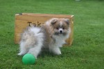 Spitz allemand (reu) 26229