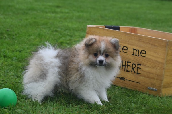 Spitz allemand (reu) 26229