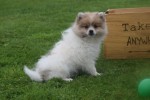 Spitz allemand (reu) 26222