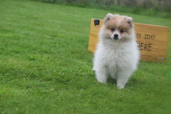 Spitz allemand (reu) 26222
