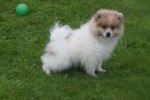Spitz allemand (reu) 26222