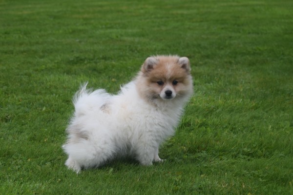 Spitz allemand (reu) 26222