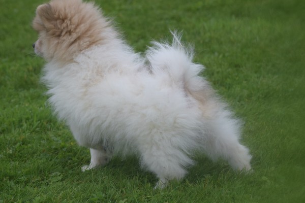 Spitz allemand (reu) 26222