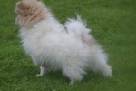 Spitz allemand (reu) 26222