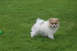 Spitz allemand (reu) 26222