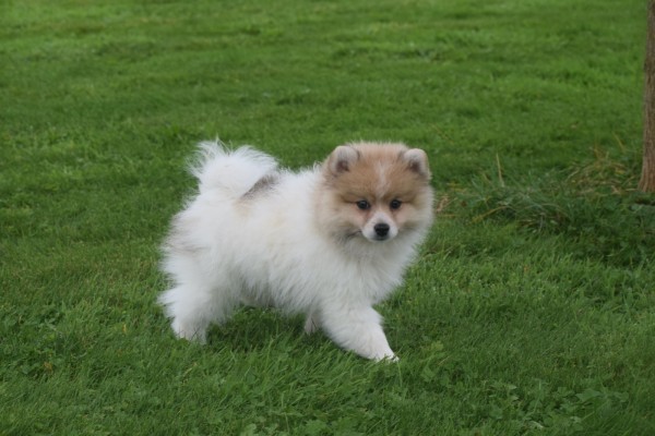 Spitz allemand (reu) 26222
