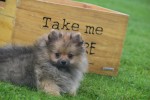 Spitz allemand (teef) 28394