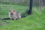 Spitz allemand (teef) 28394
