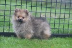 Spitz allemand (teef) 28394