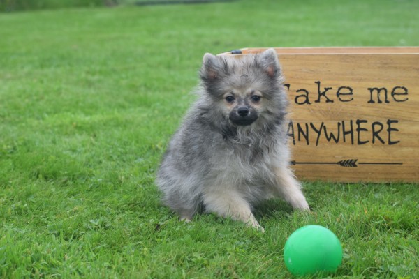 Spitz allemand (reu) 28376