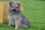 Spitz allemand (reu) 28376