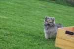 Spitz allemand (reu) 28376