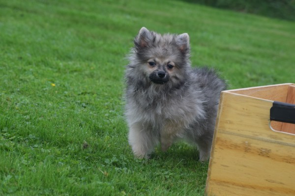 Spitz allemand (reu) 28376