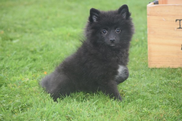 Spitz allemand (teef) 28456