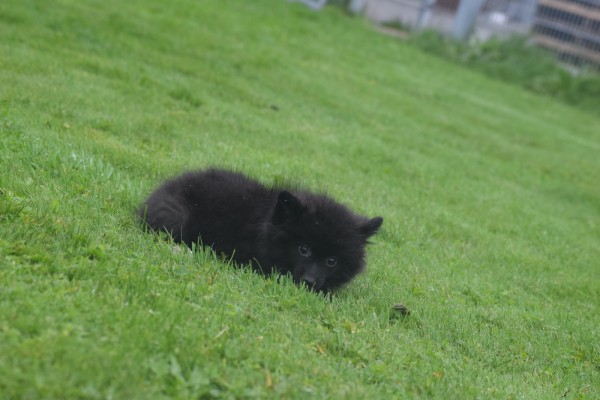 Spitz allemand (teef) 28456