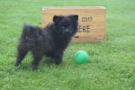 Spitz allemand (teef) 28391
