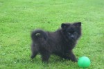 Spitz allemand (teef) 28391