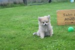 Spitz allemand (reu) 28388